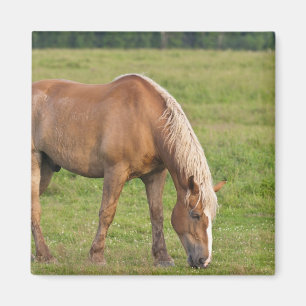 New Brunswick, Kanada. Pferd auf Feld. Magnet