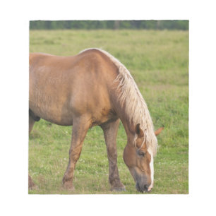 New Brunswick, Kanada. Pferd auf Feld. Notizblock