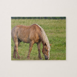 New Brunswick, Kanada. Pferd auf Feld. Puzzle