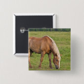 New Brunswick, Kanada. Pferd im Feld. Button (Vorne & Hinten)
