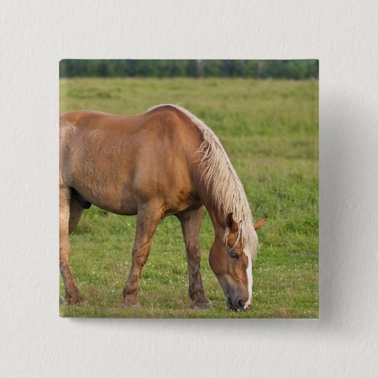 New Brunswick, Kanada. Pferd im Feld. Button (Vorderseite)