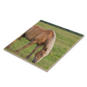 New Brunswick, Kanada. Pferd im Feld. Fliese (Seite)