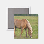 New Brunswick, Kanada. Pferd im Feld. Magnet (Vorderseite/Rückseite)