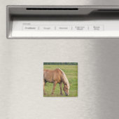 New Brunswick, Kanada. Pferd im Feld. Magnet (In Situ (Geschirrspüler))