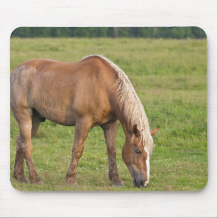 New Brunswick, Kanada. Pferd im Feld. Mousepad