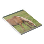 New Brunswick, Kanada. Pferd im Feld. Notizblock (angewinkelt)