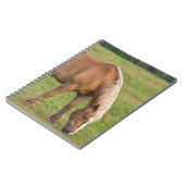 New Brunswick, Kanada. Pferd im Feld. Notizblock (Linke Seite)