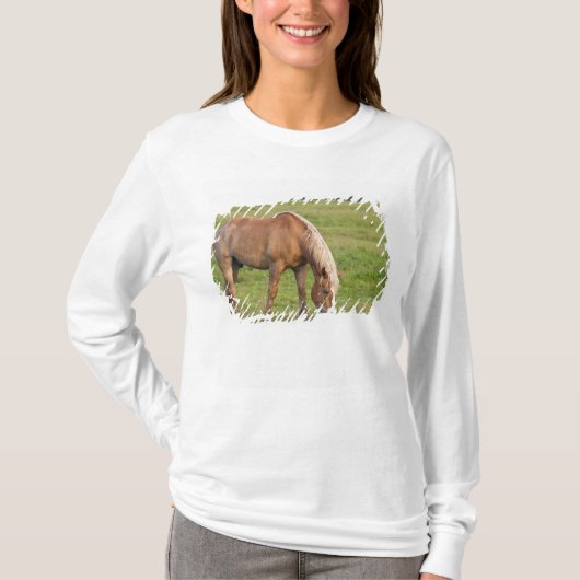 New Brunswick, Kanada. Pferd im Feld. T-Shirt (Vorderseite)