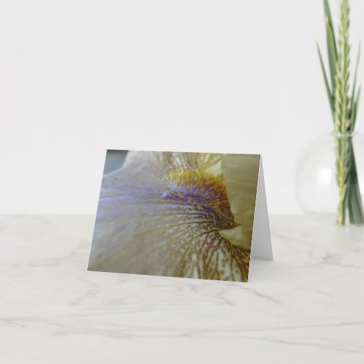New Day Gardens Notecard- Iris 'Ecru To You' Karte (Vorderseite)