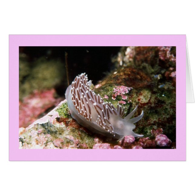 New England Aeolid (Vorderseite (Horizontal))