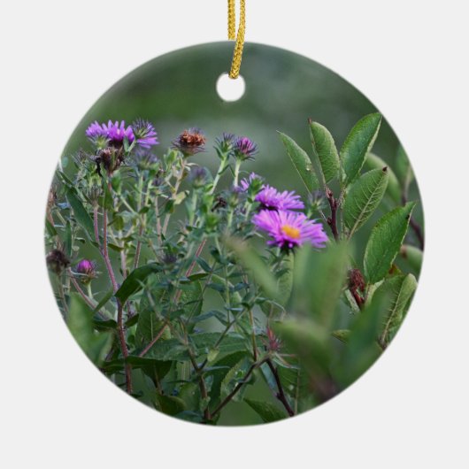 New England Aster Blume Ornament (Vorne)