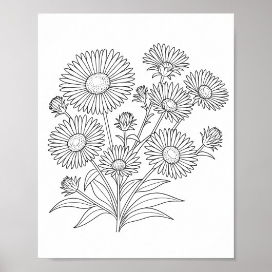New England Aster Coloring Poster (Vorne)