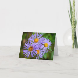 New England Aster Karte