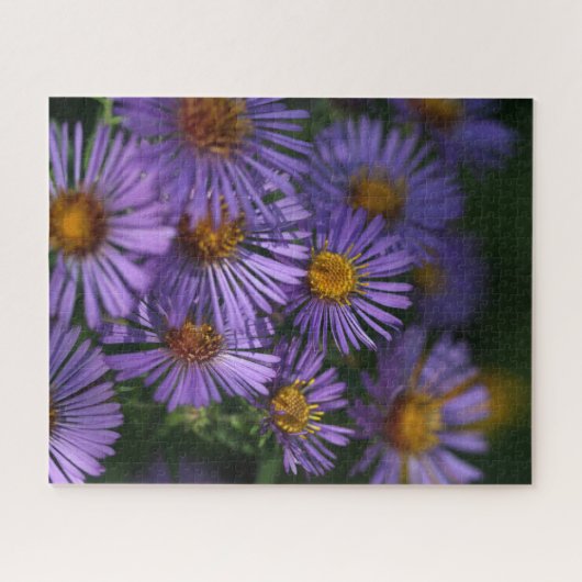 New England Asters Puzzle (Horizontal)