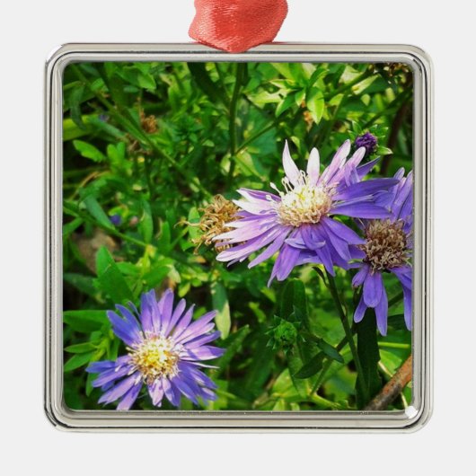 New England Asters Silbernes Ornament (Vorne)