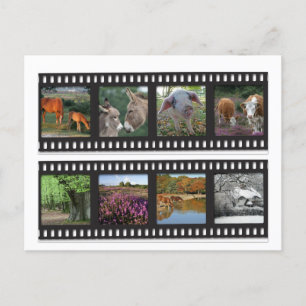 New Forest filmstrip Postkarte