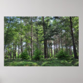 New Forest Landscape England Poster (Vorne)
