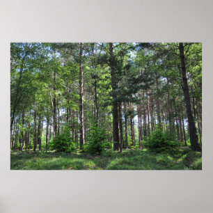 New Forest Landscape England Poster