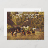 New Forest Ponies Postkarte (Vorne/Hinten)