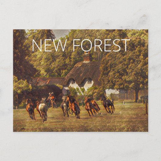 New Forest Ponies Postkarte (Vorderseite)