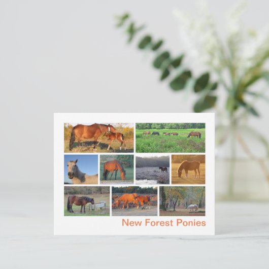 New Forest Ponies Postkarte (Stehend Vorderseite)