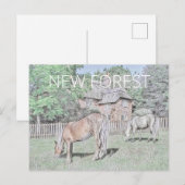 New Forest Ponies Postkarte (Vorne/Hinten)