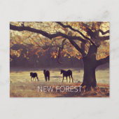 New Forest Ponies Postkarte (Vorderseite)