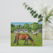 New Forest Ponies Postkarte (Stehend Vorderseite)