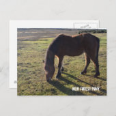 New Forest Pony2 Postkarte (Vorne/Hinten)