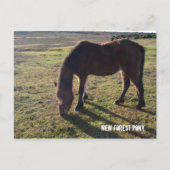 New Forest Pony2 Postkarte (Vorderseite)