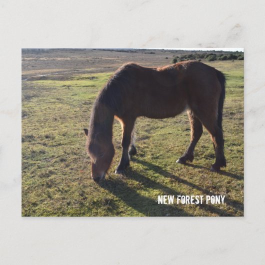 New Forest Pony2 Postkarte (Vorderseite)