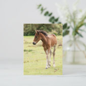 New Forest Pony Foal Postkarte (Stehend Vorderseite)