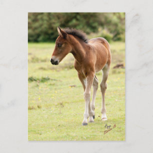 New Forest Pony Foal Postkarte