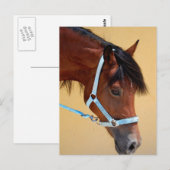 New Forest Pony Postkarte (Vorne/Hinten)
