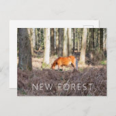 New Forest Pony Postkarte (Vorne/Hinten)