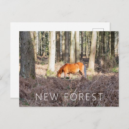 New Forest Pony Postkarte (Vorne/Hinten)