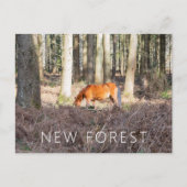 New Forest Pony Postkarte (Vorderseite)