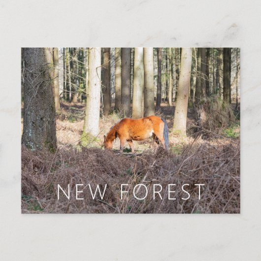New Forest Pony Postkarte (Vorderseite)