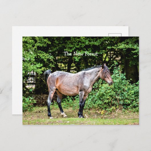 New Forest Pony Postkarte (Vorne/Hinten)