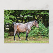 New Forest Pony Postkarte (Vorderseite)