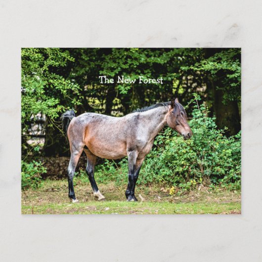 New Forest Pony Postkarte (Vorderseite)