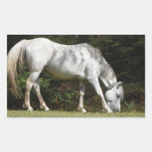 New Forest Pony Weiden Rechteckiger Aufkleber (Vorderseite)