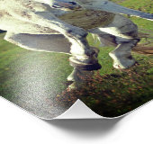 New Forest White Pony Funny Pose Fotodruck (Ecke)