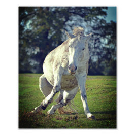 New Forest White Pony Funny Pose Fotodruck