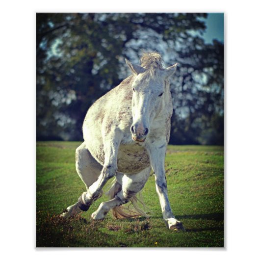 New Forest White Pony Funny Pose Fotodruck (Vorne)