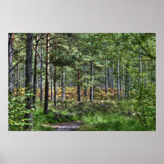 New Forest Woodland Trees Nature Scene, England Poster (Vorne)