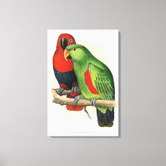 New Guinea Eclectus, parrots, Leinwanddruck (Vorderseite)