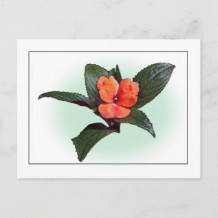 New Guinea Impatiens Botanical Sketch Postkarte