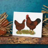 New Hampshire Reds Fotoplatte (Seite)