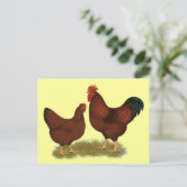 New Hampshire Reds Postkarte (Stehend Vorderseite)